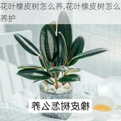 花叶橡皮树怎么养,花叶橡皮树怎么养护