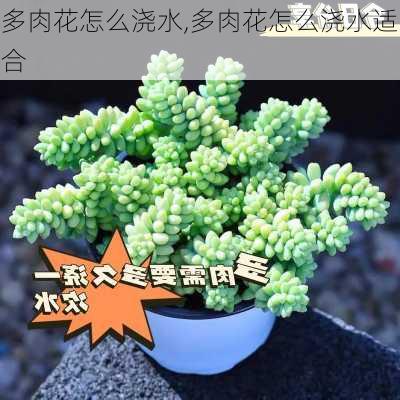 多肉花怎么浇水,多肉花怎么浇水适合