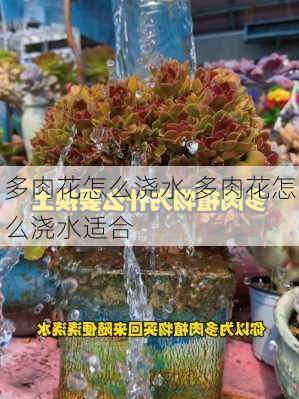 多肉花怎么浇水,多肉花怎么浇水适合-第3张图片-花卉百科