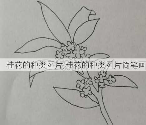 桂花的种类图片,桂花的种类图片简笔画-第3张图片-花卉百科