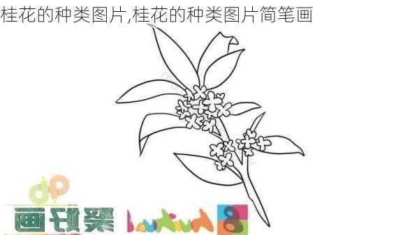 桂花的种类图片,桂花的种类图片简笔画