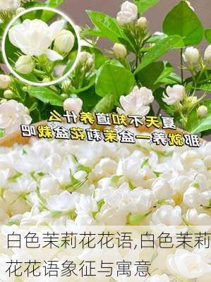 白色茉莉花花语,白色茉莉花花语象征与寓意