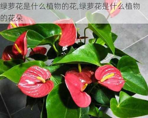 绿萝花是什么植物的花,绿萝花是什么植物的花朵