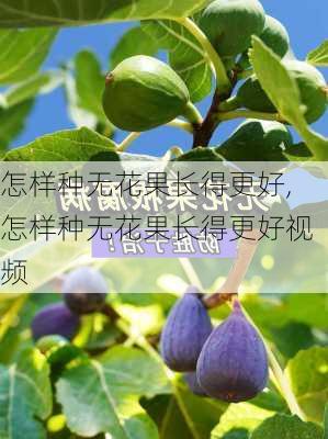 怎样种无花果长得更好,怎样种无花果长得更好视频