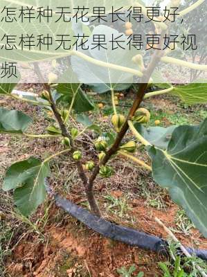 怎样种无花果长得更好,怎样种无花果长得更好视频-第3张图片-花卉百科