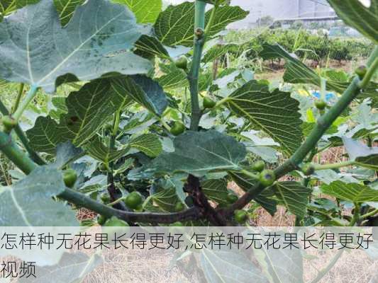 怎样种无花果长得更好,怎样种无花果长得更好视频-第2张图片-花卉百科