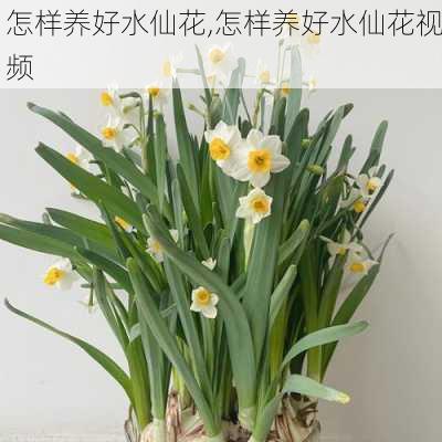 怎样养好水仙花,怎样养好水仙花视频