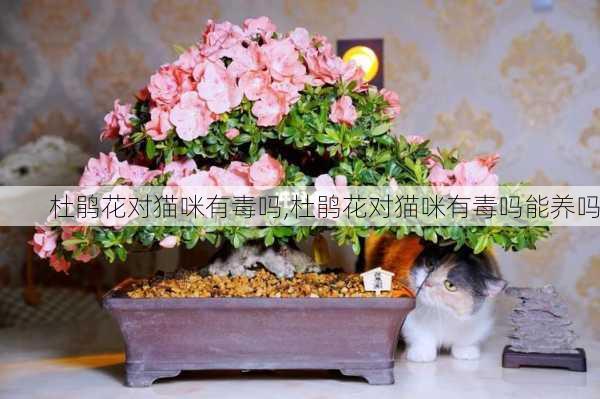 杜鹃花对猫咪有毒吗,杜鹃花对猫咪有毒吗能养吗