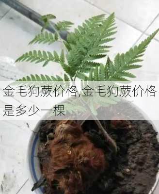 金毛狗蕨价格,金毛狗蕨价格是多少一棵-第3张图片-花卉百科