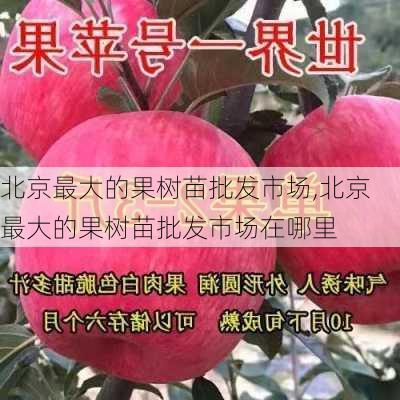 北京最大的果树苗批发市场,北京最大的果树苗批发市场在哪里-第2张图片-花卉百科