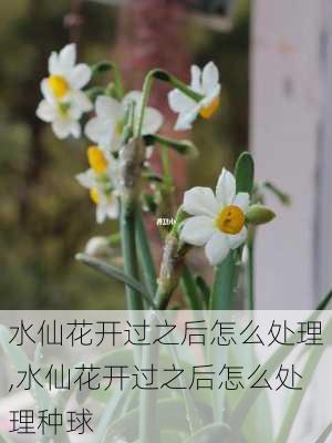 水仙花开过之后怎么处理,水仙花开过之后怎么处理种球-第3张图片-花卉百科