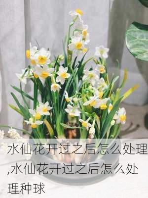 水仙花开过之后怎么处理,水仙花开过之后怎么处理种球-第2张图片-花卉百科