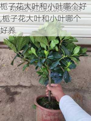 栀子花大叶和小叶哪个好,栀子花大叶和小叶哪个好养