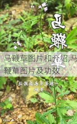 马鞭草图片和介绍,马鞭草图片及功效