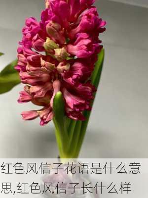 红色风信子花语是什么意思,红色风信子长什么样