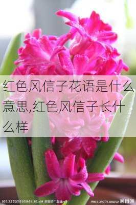 红色风信子花语是什么意思,红色风信子长什么样-第3张图片-花卉百科