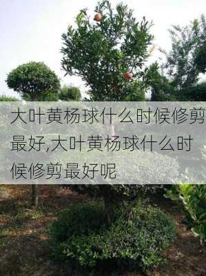 大叶黄杨球什么时候修剪最好,大叶黄杨球什么时候修剪最好呢-第3张图片-花卉百科