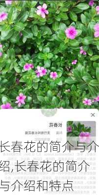 长春花的简介与介绍,长春花的简介与介绍和特点