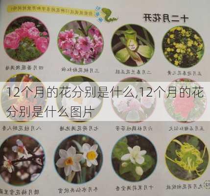 12个月的花分别是什么,12个月的花分别是什么图片