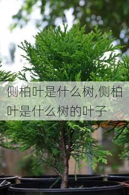 侧柏叶是什么树,侧柏叶是什么树的叶子-第1张图片-花卉百科