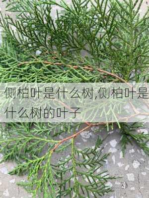 侧柏叶是什么树,侧柏叶是什么树的叶子-第3张图片-花卉百科