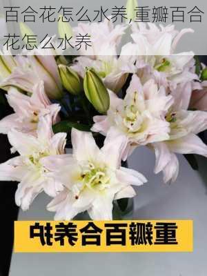 百合花怎么水养,重瓣百合花怎么水养