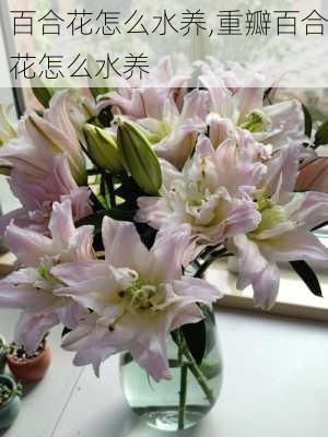 百合花怎么水养,重瓣百合花怎么水养-第3张图片-花卉百科