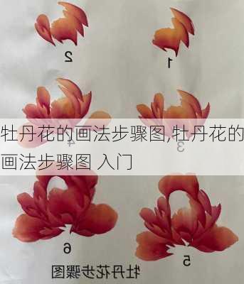 牡丹花的画法步骤图,牡丹花的画法步骤图 入门