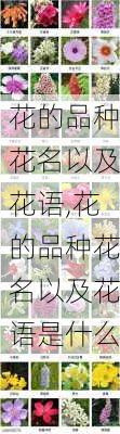 花的品种花名以及花语,花的品种花名以及花语是什么-第2张图片-花卉百科