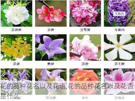 花的品种花名以及花语,花的品种花名以及花语是什么