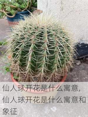 仙人球开花是什么寓意,仙人球开花是什么寓意和象征