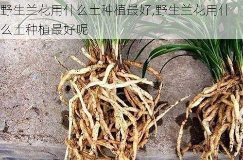 野生兰花用什么土种植最好,野生兰花用什么土种植最好呢