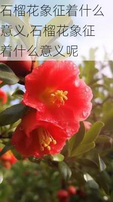 石榴花象征着什么意义,石榴花象征着什么意义呢-第1张图片-花卉百科