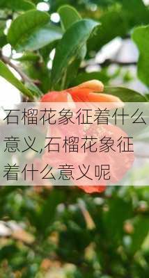 石榴花象征着什么意义,石榴花象征着什么意义呢-第3张图片-花卉百科