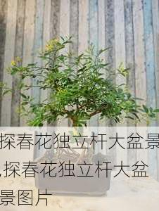 探春花独立杆大盆景,探春花独立杆大盆景图片-第1张图片-花卉百科