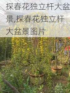 探春花独立杆大盆景,探春花独立杆大盆景图片-第2张图片-花卉百科