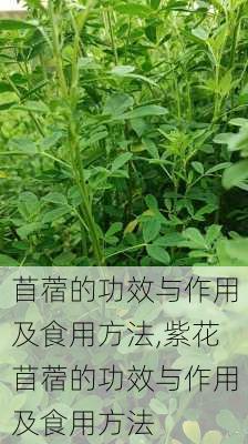 苜蓿的功效与作用及食用方法,紫花苜蓿的功效与作用及食用方法