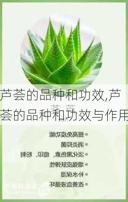 芦荟的品种和功效,芦荟的品种和功效与作用-第3张图片-花卉百科