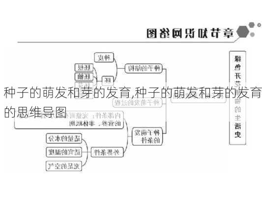 种子的萌发和芽的发育,种子的萌发和芽的发育的思维导图-第1张图片-花卉百科