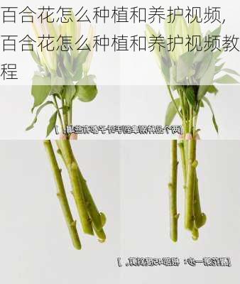 百合花怎么种植和养护视频,百合花怎么种植和养护视频教程-第3张图片-花卉百科