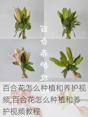 百合花怎么种植和养护视频,百合花怎么种植和养护视频教程-第2张图片-花卉百科