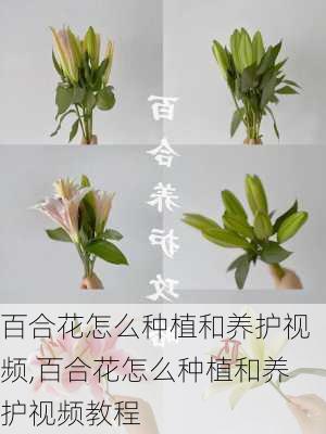 百合花怎么种植和养护视频,百合花怎么种植和养护视频教程-第1张图片-花卉百科