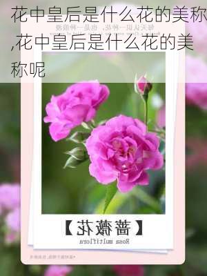 花中皇后是什么花的美称,花中皇后是什么花的美称呢