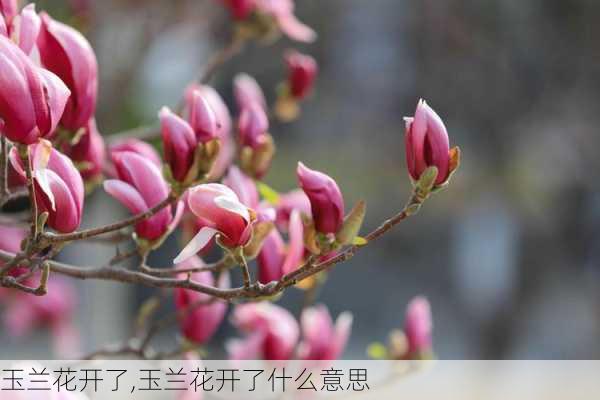 玉兰花开了,玉兰花开了什么意思