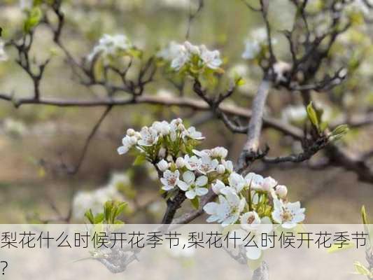 梨花什么时候开花季节,梨花什么时候开花季节?-第2张图片-花卉百科