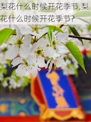 梨花什么时候开花季节,梨花什么时候开花季节?-第3张图片-花卉百科