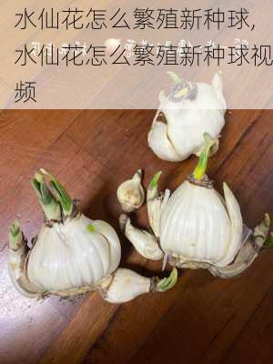 水仙花怎么繁殖新种球,水仙花怎么繁殖新种球视频