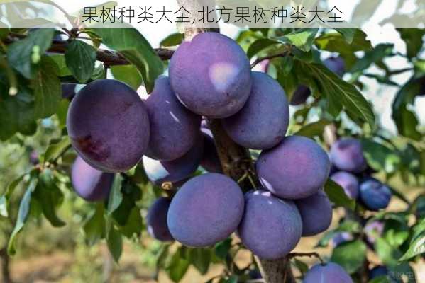 果树种类大全,北方果树种类大全