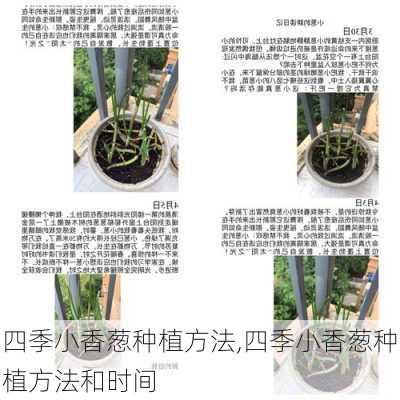 四季小香葱种植方法,四季小香葱种植方法和时间