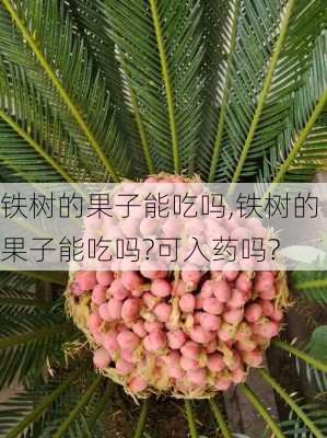 铁树的果子能吃吗,铁树的果子能吃吗?可入药吗?